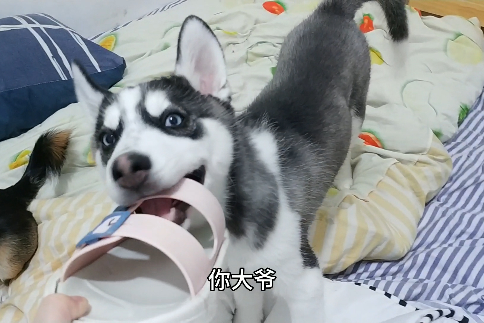 小黑小黄的幸福狗生