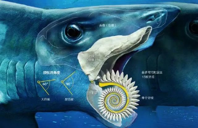 旋齿鲨如何利用螺旋的牙齿捕食?