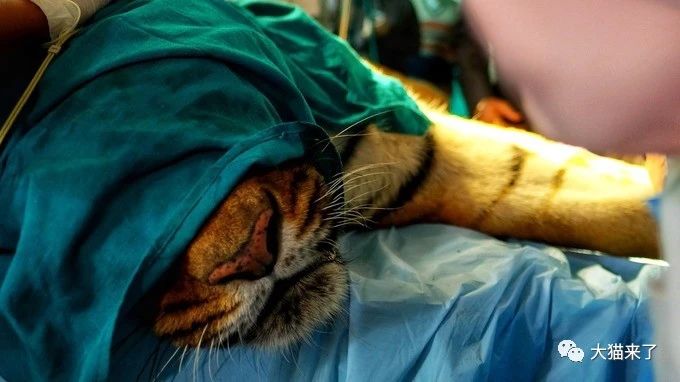 40多天了，「世界首隻擁有義肢的老虎」手術失敗後，還沒找到機會 寵物 第3張