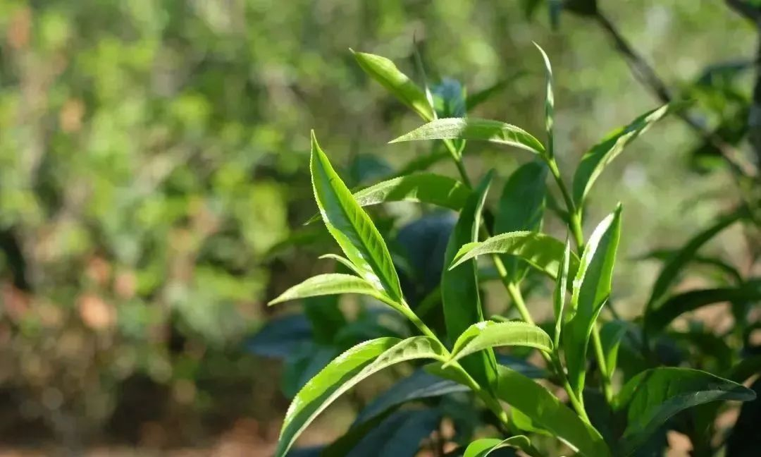 【干货分享】普洱茶山记之临沧昔归茶山行