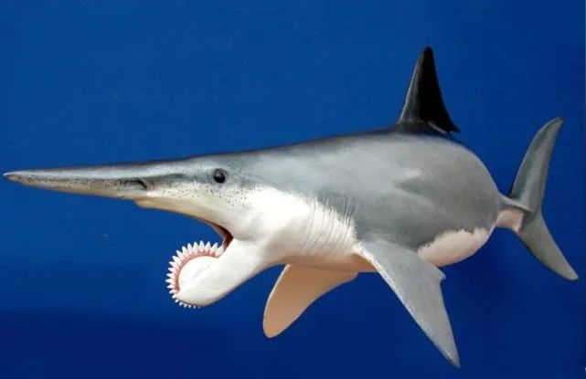 旋齿鲨没有细长的下巴,也不是真正的鲨鱼.