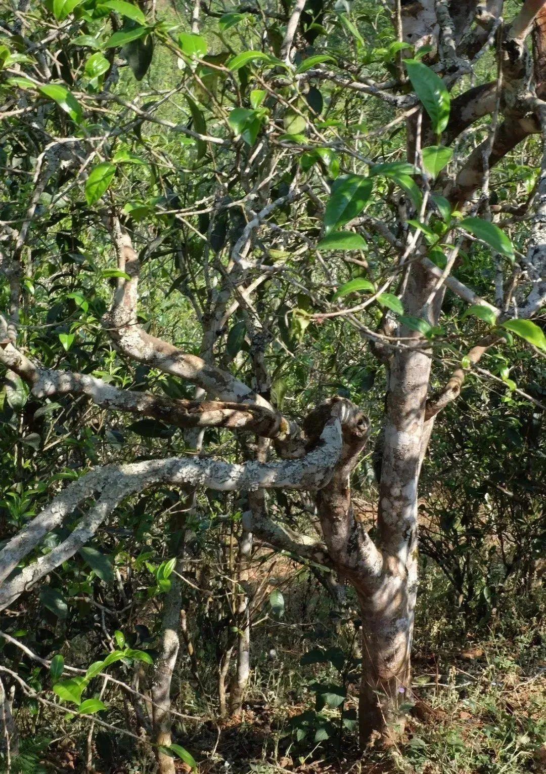 【干货分享】普洱茶山记之临沧昔归茶山行