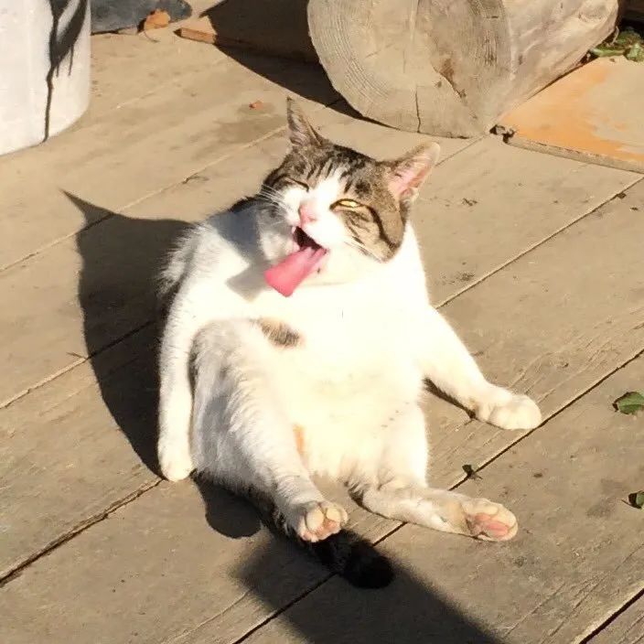 jpg 在他的手下很多搞笑猫咪图片都被实体化,再加上一些令人吃惊的小