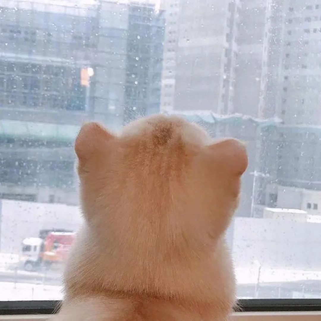 dfa644314dab4a94ad6c423080b4c8ca.jpeg