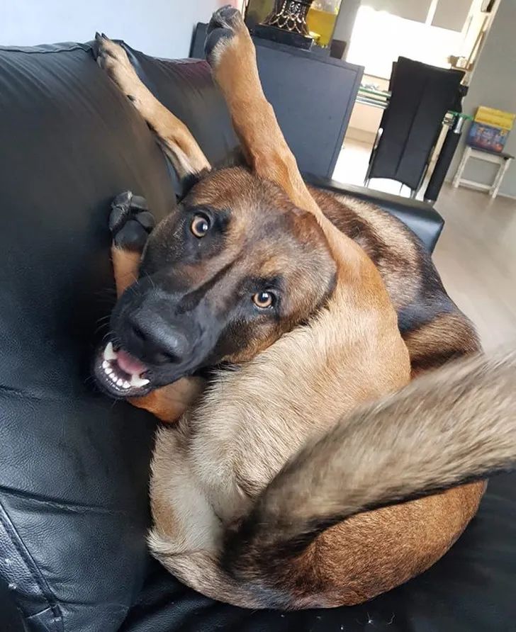 狗为啥喜欢坐在主人脚上 f34909895c0f46d99fd044ccdeab0b07.jpeg