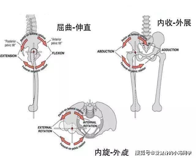 髋关节功能示意图