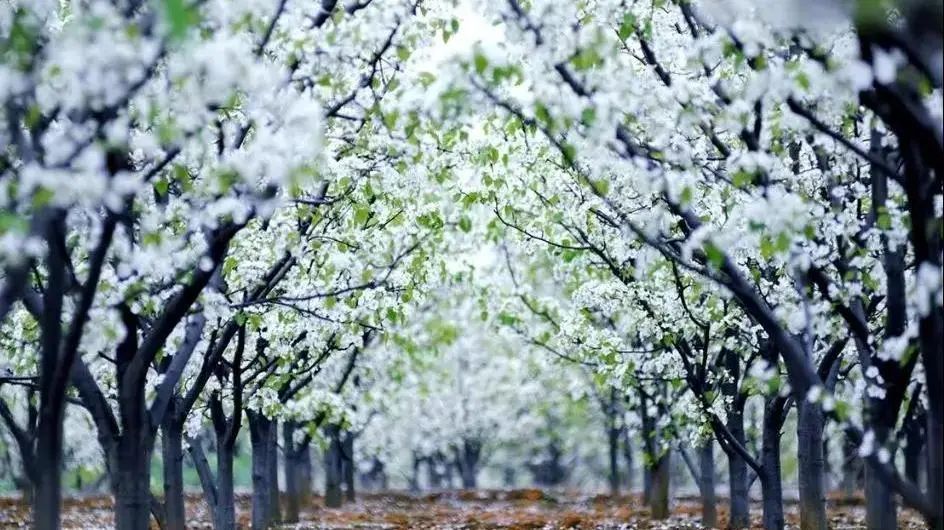 一树梨花一树雪 鸬鸟镇,蜜梨之乡 春风吹起 千亩梨花花海随之摇曳