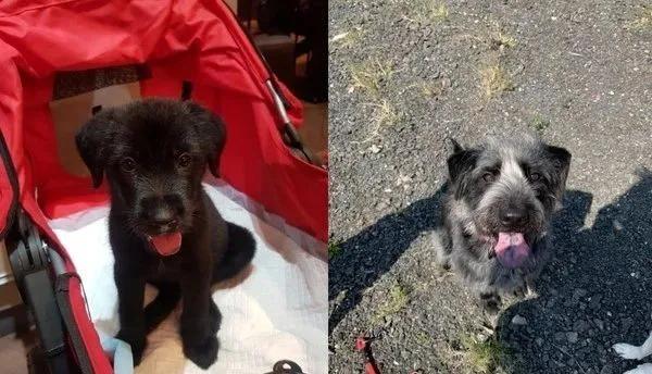 孕妇梦见黑狗，寓意、解析与心理建议