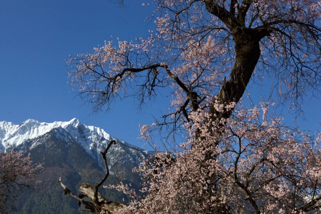 三月风吹,花开成海.林芝之美在四季,更在初春.