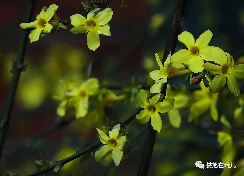 宋 韩琦 中书东厅迎春>迎得春来非自足 百花千卉共芬芳覆阑纤弱