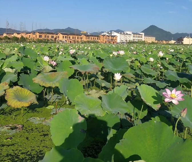 喜讯黄材村获选湖南省乡村旅游重点村