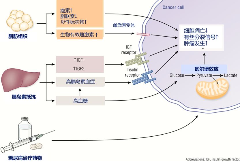 糖尿病治疗药物与肿瘤风险