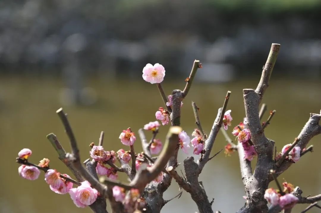 "春雷响,万物生"