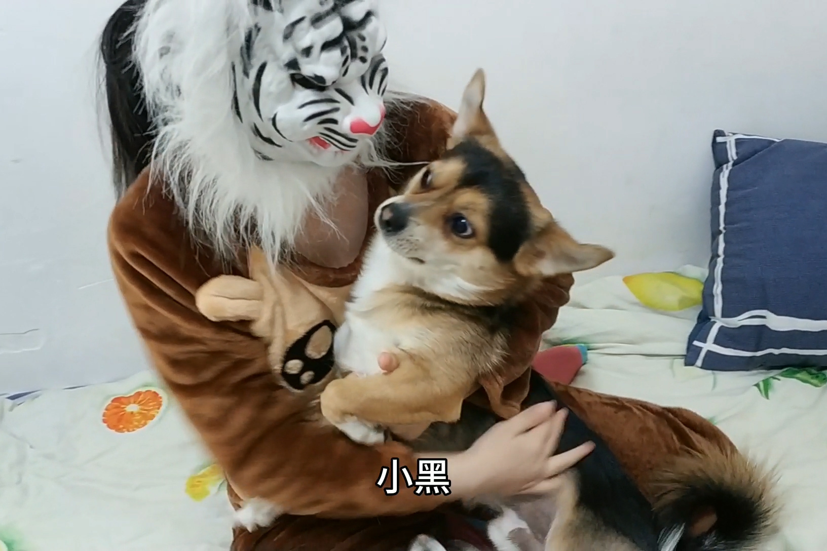 小黑小黄的幸福狗生