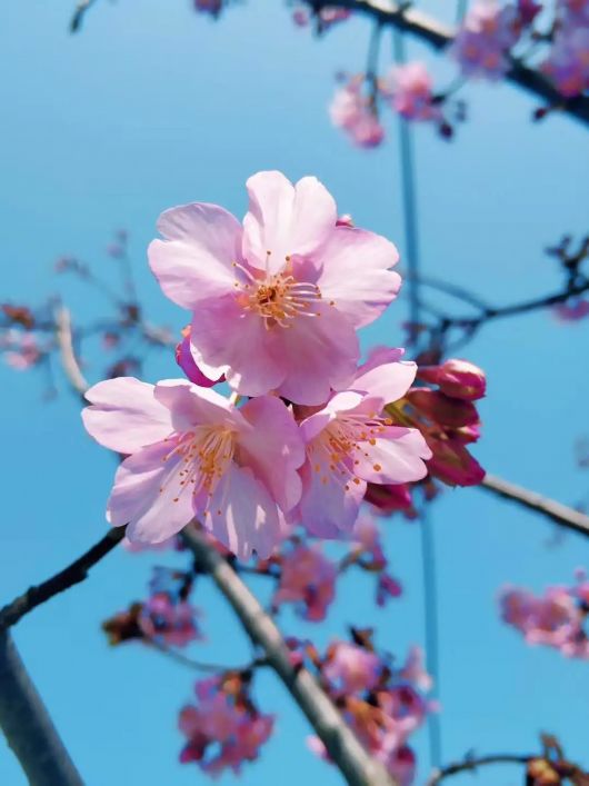 樱花的花语是生命之美,它在春季开花,花色为白色或粉色,仿佛是美丽的