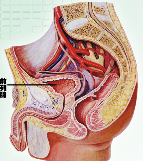 由于前列腺固有的解剖结构和生理特性,前列腺炎