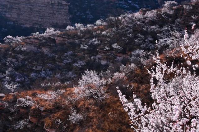 又是一年春来到,邢台九龙峡万亩桃花渐次盛开,太行山间宛若仙境