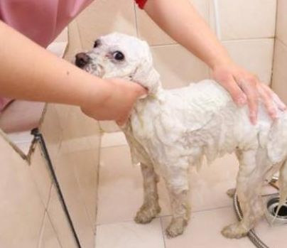 「帶狗狗去寵物店洗澡，半小時身亡？養狗必須注意這幾點！」 寵物 第7張