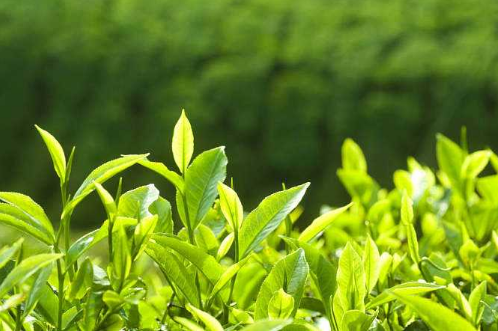 茶叶重金属含量测试 微生物测试