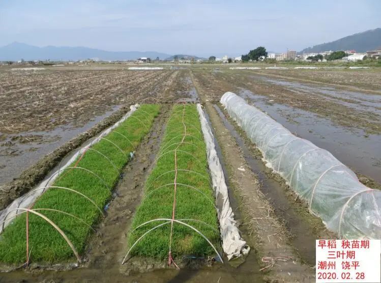 气温起伏明显今年惊蛰前后同样如此广东春耕春播气象情况是