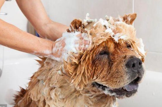 「帶狗狗去寵物店洗澡，半小時身亡？養狗必須注意這幾點！」 寵物 第8張