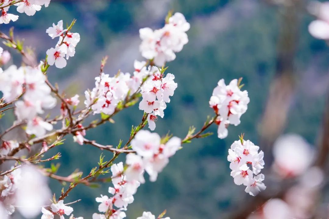 杏花探春