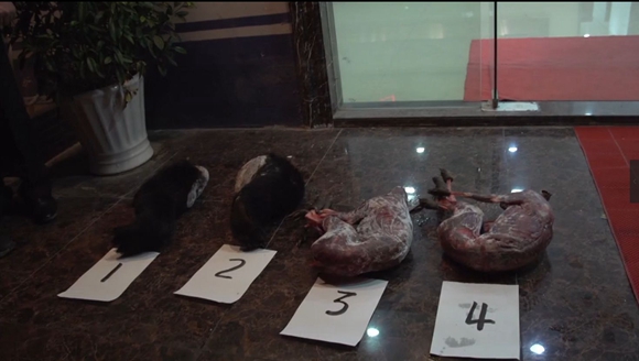 重庆警方侦破一起非法运输售卖濒危野生动物案，涉及熊掌獐子
