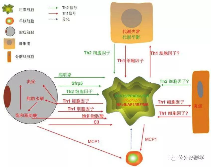 原林讲筋膜人体的奇妙防线单核吞噬细胞系统