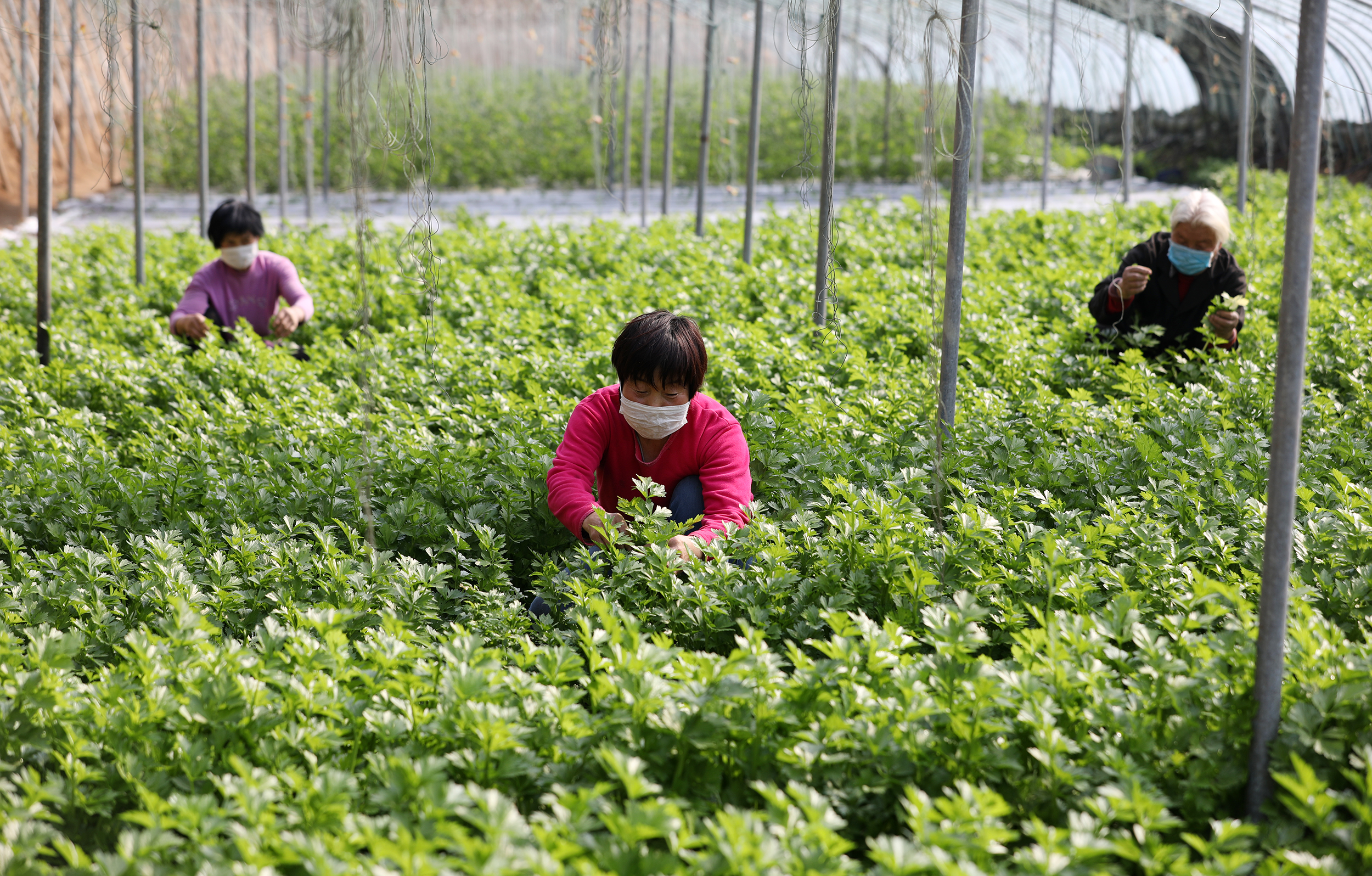 农民在河北省衡水市桃城区邓庄镇一处蔬菜大棚内给种植的芹菜除草