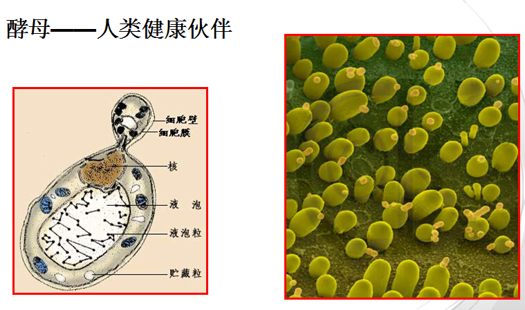 面发不起来怎么办