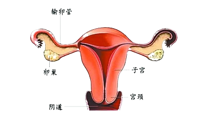 后面是直肠,像一个倒立中空的西洋梨,呈倒三角形,子宫与输卵管交接处