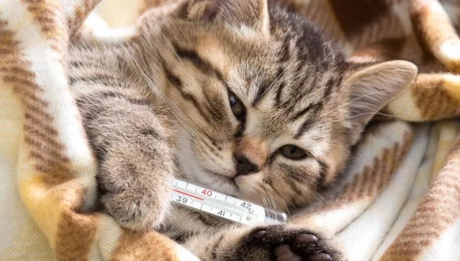 猫不会突然生病19个疾病早期迹象都在这儿来抄作业