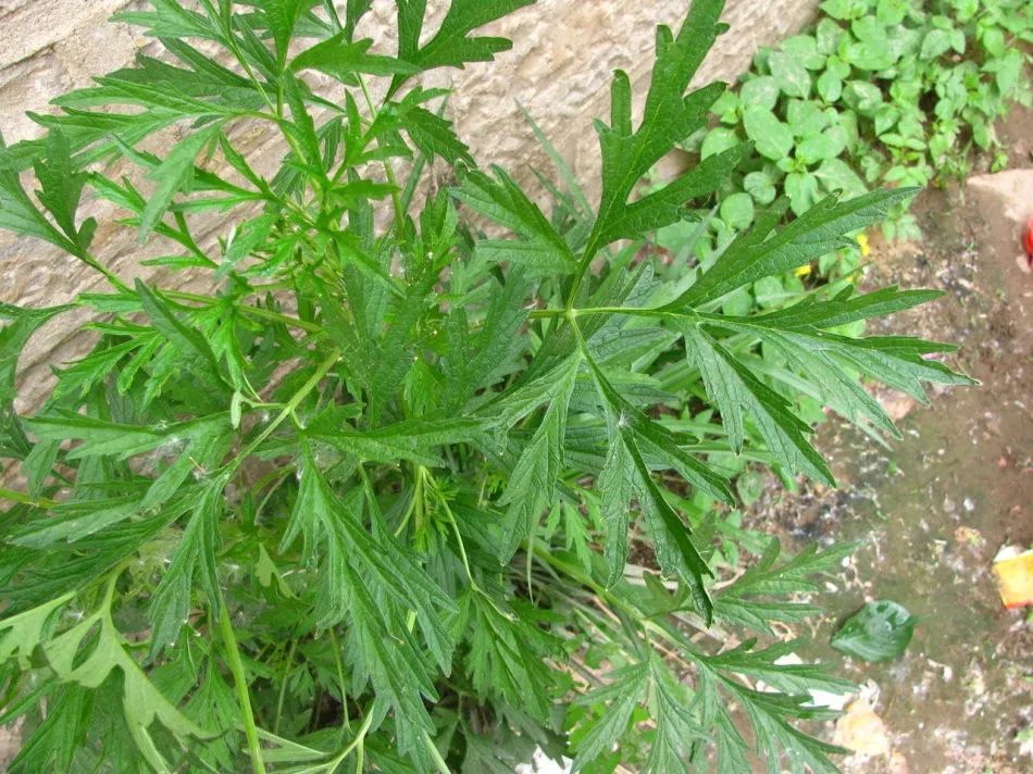 益母草