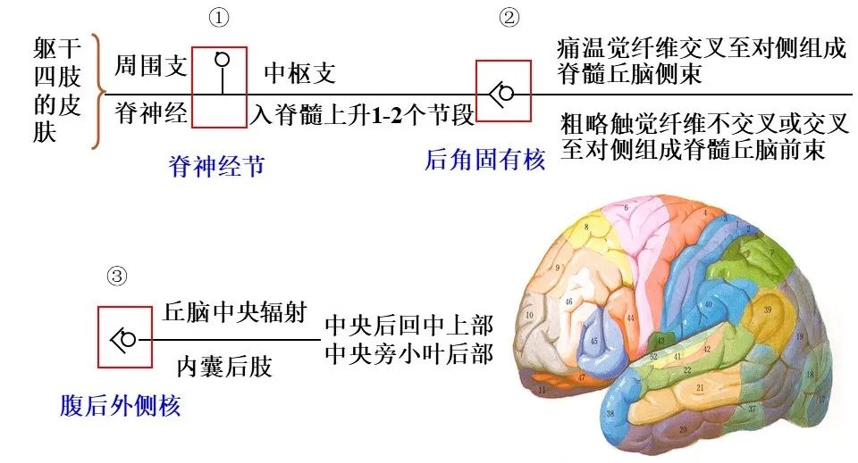 【手脑感知系列】感觉神经传导通路与手功能评估