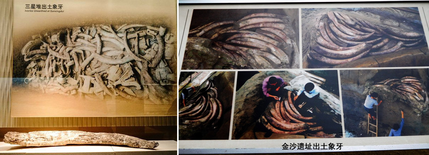 三星堆千问千答(22) 象牙揭秘