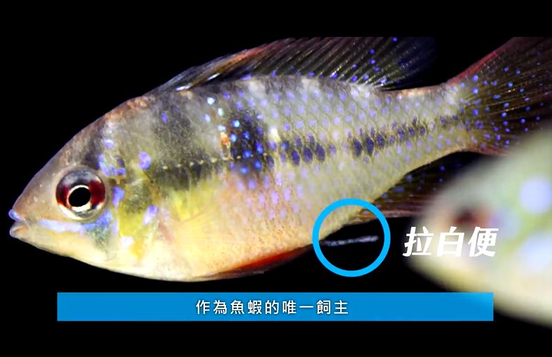 10分钟,了解观赏鱼常见疾病