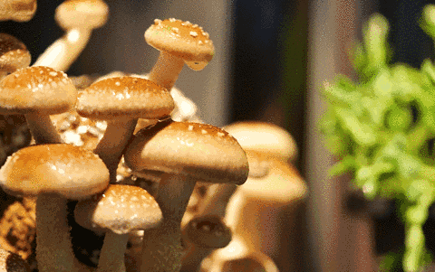 身体各器官最爱吃的食物在哪 d1cdc820f5324467b08c08b593a76b43.gif