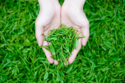 茶叶重金属含量测试 微生物测试