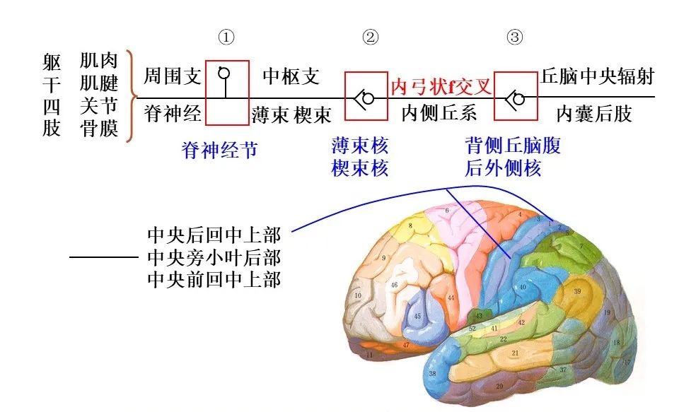 浅感觉与特殊感觉(视觉,听觉,味觉,嗅觉),他们各自的传导通路如下