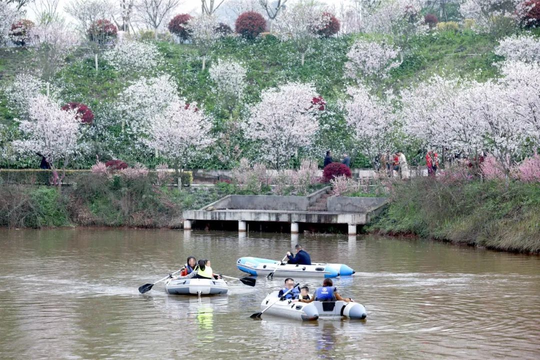 只要29元门票连央视都来打卡的泸州丹林樱花谷你确定不去看看