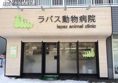 【個人養狗經驗分享】西施犬一直掉毛嚴重是病嗎，西施犬脫毛嚴重什麼病 寵物 第4張