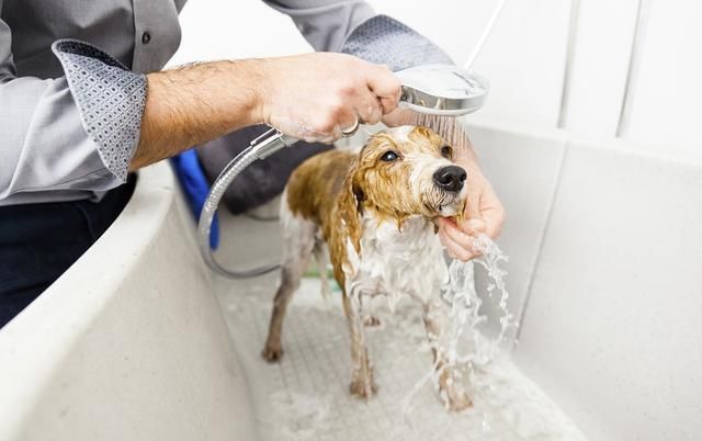 「帶狗狗去寵物店洗澡，半小時身亡？養狗必須注意這幾點！」 寵物 第6張