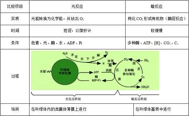 高中生物知识点总结光合作用和细胞呼吸