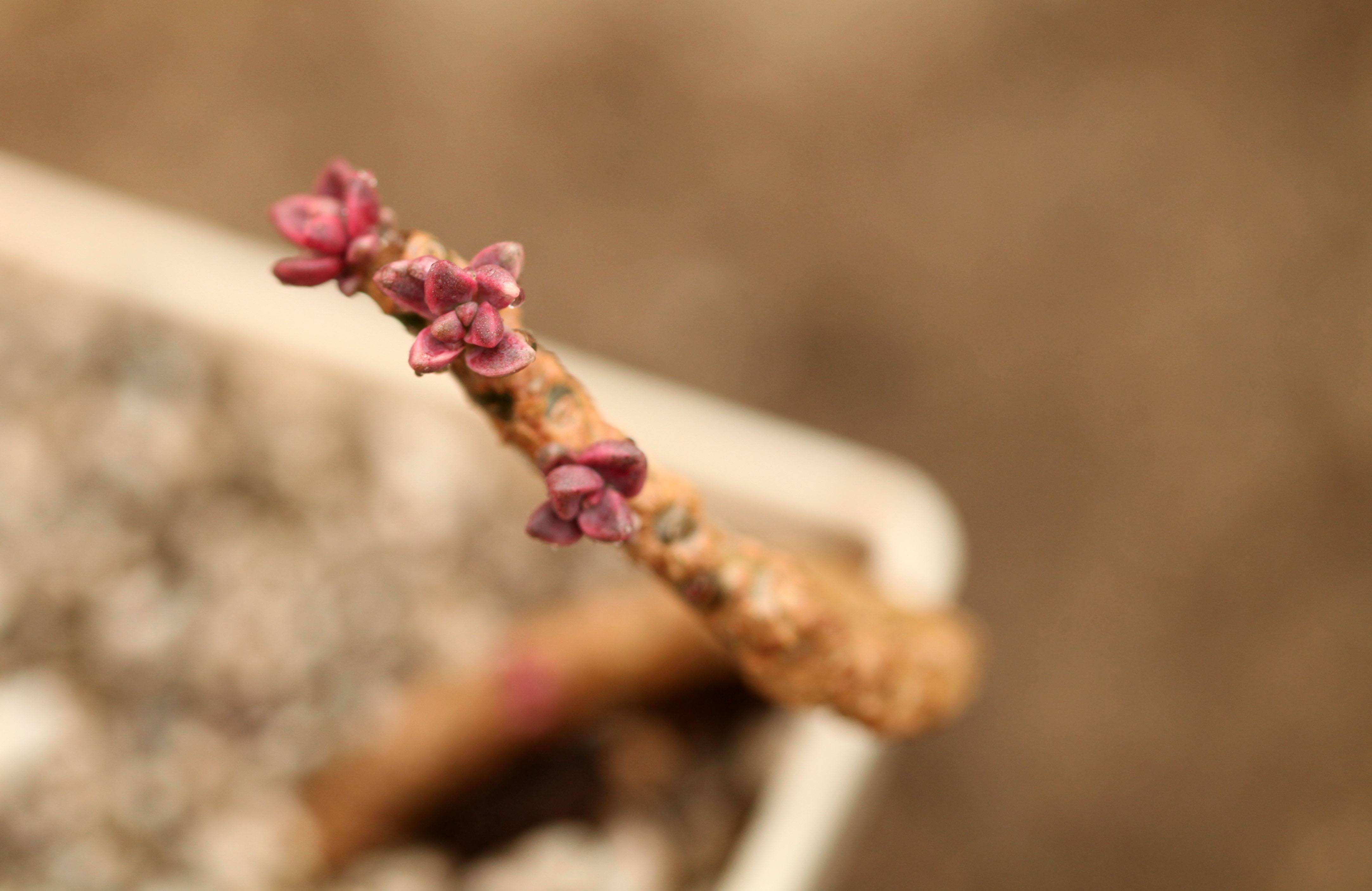 锦花什么月成语_草什么花什么成语(2)