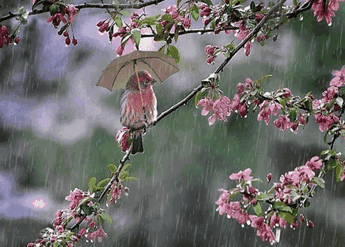 壁纸 花 桌面 498_356 gif 动态图 动图