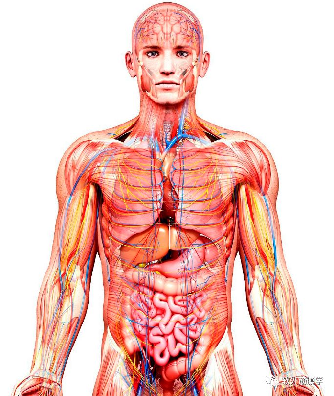 肌筋膜的理念帮助私教从整体的角度看待人体进行训练解剖列车的理念