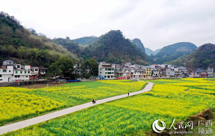 阳春时节,广西柳州市融安县气温回升,雨水充沛,3万余亩油菜花迎春开放