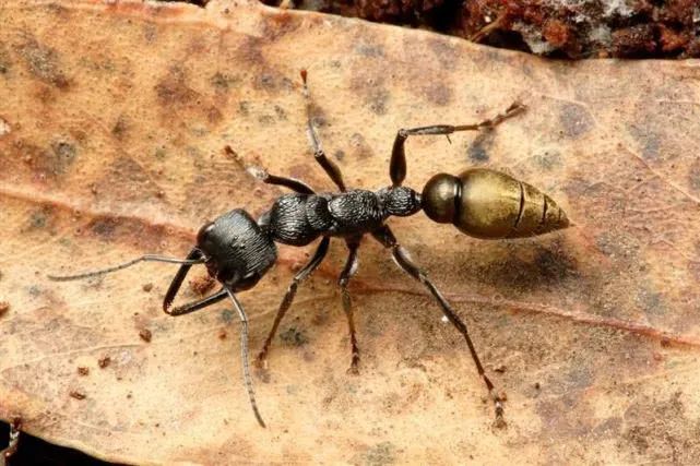 见过3个手指宽的蚂蚁吗凶猛的牛蚁连头和尾巴都会斗起来