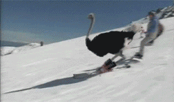 搞笑GIF趣图:第一次见到鸵鸟滑雪，没想到它的技术那么好！_短信