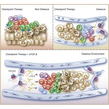 癌症转移微环境决定免疫检查点疗效